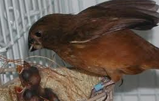 Botucatu despediu-se do seu maior criador de curió