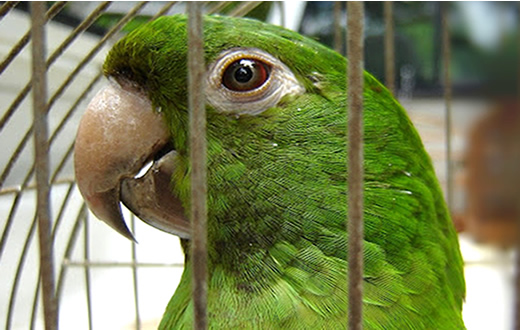 Guarda Municipal resgata maritaca na Cohab I