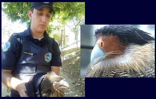 Gavião carcará é resgatado de praça pública
