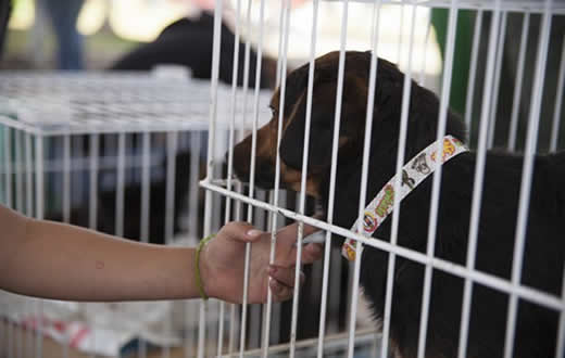 Zoonoses de Boituva realiza feira de doação de animais Zoonoses de Boituva realiza feira de doação de animais