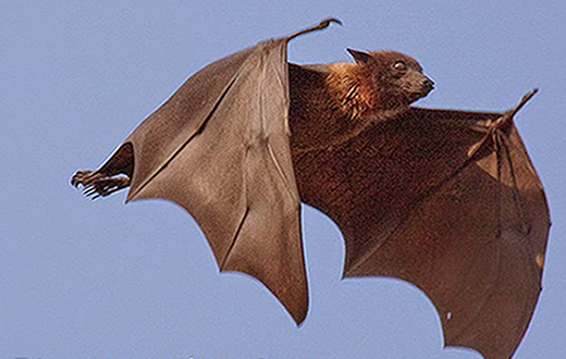 Professores criam dispositivo para identificar morcegos