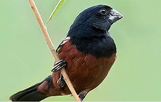 Botucatu recebe criadores de curiós de todo Brasil