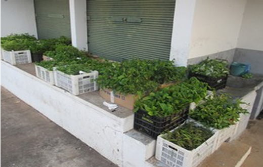 Produtores de Conchas recebem milhares mudas de árvores nativas Produtores de Conchas recebem milhares mudas de árvores nativas