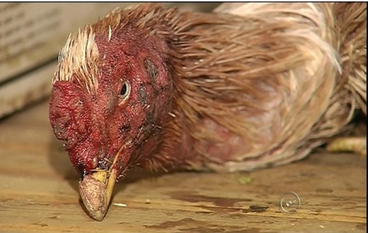 Polícia de Barra Bonita flagra rinha de galo que funcionava em galpão Polícia de Barra Bonita flagra rinha de galo que funcionava em galpão