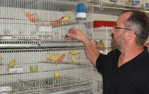 Maiores criadores de curiós do país se reúnem em Botucatu Maiores criadores de curiós do país se reúnem em Botucatu