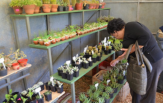 Meio Ambiente promove a 21ª Feira do Verde Meio Ambiente promove a 21ª Feira do Verde