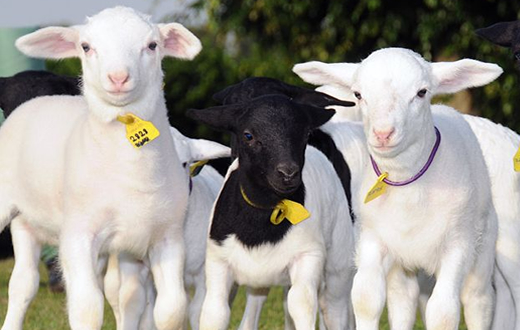Dia de Campo em Ovinocultura ocorre em nova data