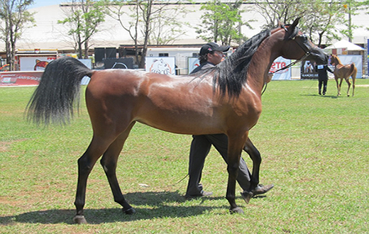 Várias cidades estarão na Copa dos Criadores de cavalos em Avaré Várias cidades estarão na Copa dos Criadores de cavalos em Avaré