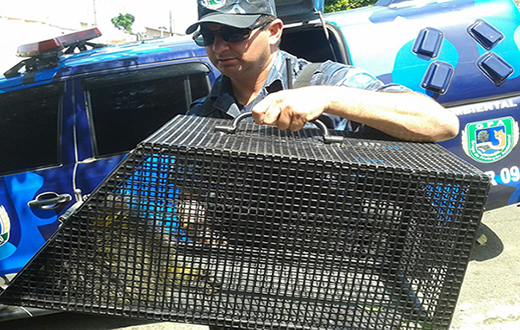 Ouriço caixeiro é resgatado em ação do Grupo Ambiental