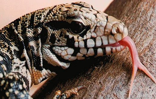 Jaboti e teiú são capturados pelo Grupo Ambiental