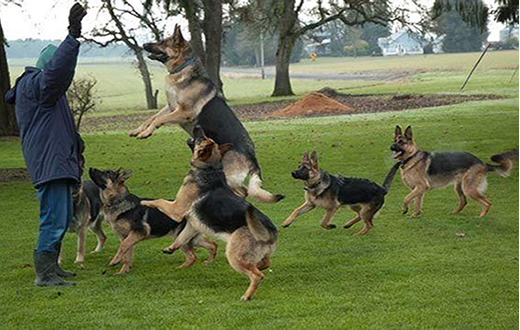 Canil do CPI-7 de Sorocaba faz demonstração em Botucatu