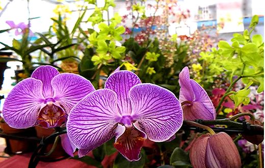 Botucatu sedia a 26ª Exposição e venda de Orquídeas