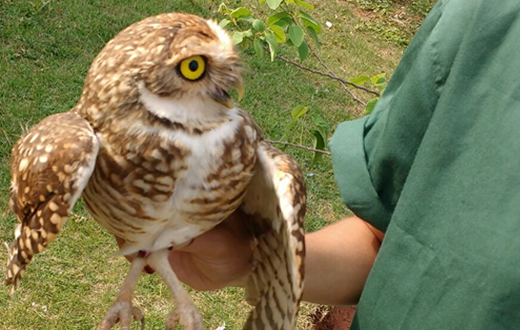 GCM resgata corujas e prende procurada da justiça