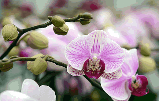 Botucatu irá receber os maiores orquidófolos do Brasil