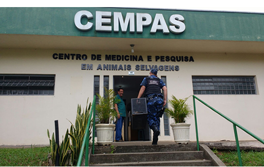 Grupo Ambiental faz o resgate de um gavião carcará