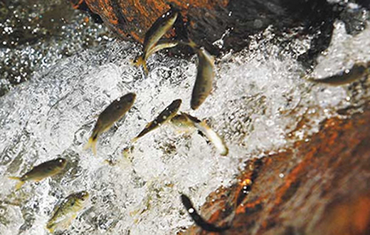 Piracema foi iniciada e vai até fevereiro de 2016