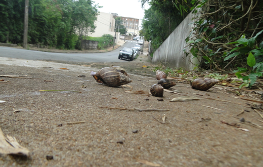 Chuvas facilitam reprodução do caramujo africano