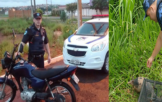 GCM localiza motocicleta furtada e resgata um tatu