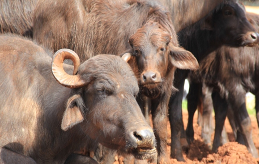 FMVZ/Unesp divulga resultado do concurso fotográfico