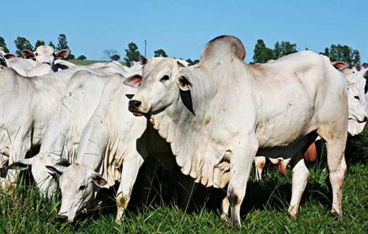 Fazenda Lageado sedia Feira de Touros para a região