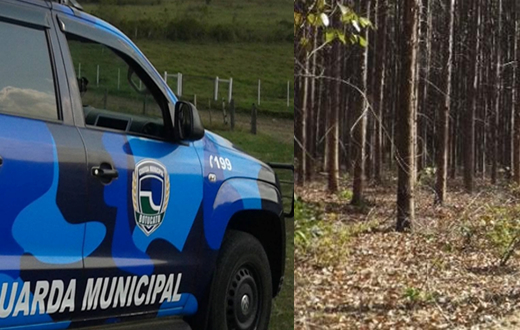 Grupo Ambiental averigua venda ilegal de eucalipto
