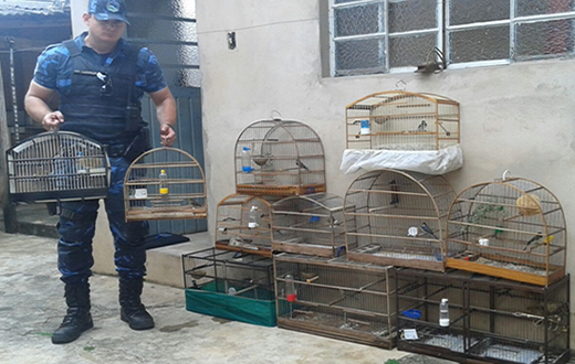 Vários pássaros mantidos em cativeiro são aprendidos