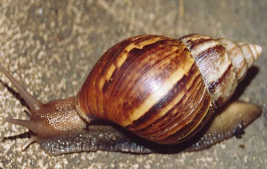Saúde de Macatuba distribui kit para coleta de caramujo africano