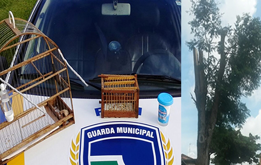 GCM registra flagra caça ilegal e poda irregular