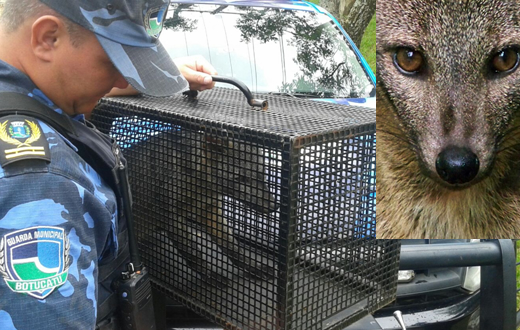 GCM resgata cachorro do mato no Parque Convívio