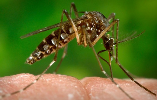 Unesp de Botucatu integra rede de estudos do vírus zika