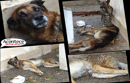 Lei permite invasão para resgate de animais em maus tratos