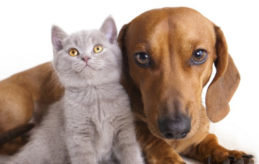 Livro de professores da Unesp ganha prêmio Jaboti