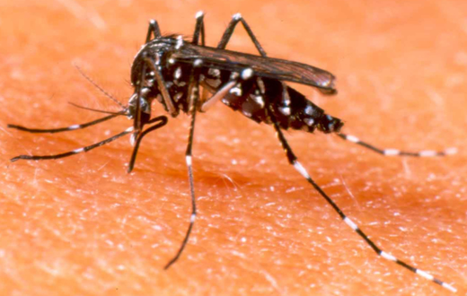 Dengue causa a primeira morte do ano na cidade de Sorocaba