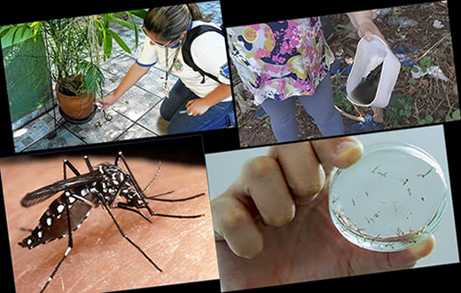 Saúde realiza 111 mil visitas no combate a dengue