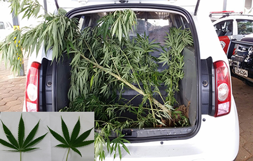 PM flagra plantação de maconha no Jardim Riviera