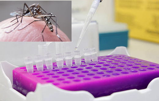 Governo distribuirá teste único para dengue, zika e chikungunya