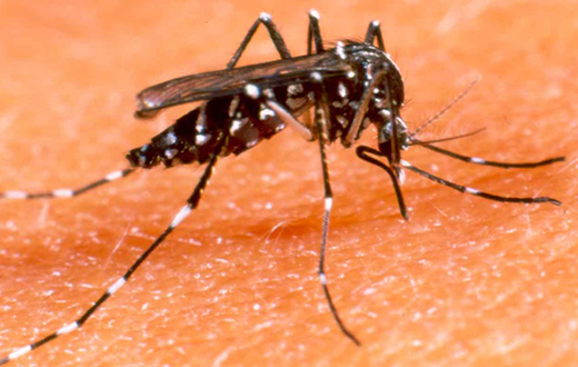 Saúde confirma o 1º caso de zika vírus em Botucatu