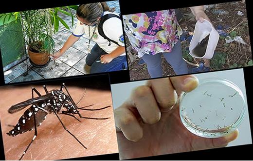 Prefeitura vai intensificar combate ao Aedes aegypti