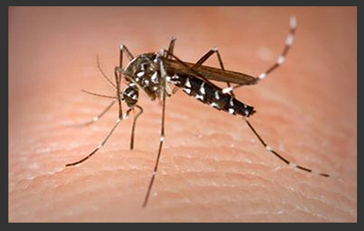 Governo vai promover campanha para combater o Aedes aegypti