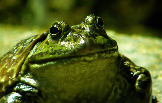 Pesquisa no estado usa rãs para medir nível de agroquímicos