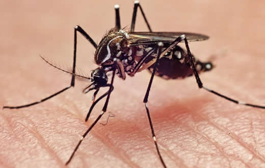 Unesp de Botucatu pesquisa uso de bactérias contra o Aedes