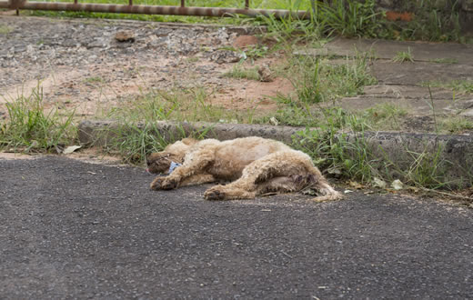 Cachorros são envenenados na Vila Sônia e Cecap. Três morreram