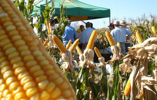 FCA/Unesp promove 23º Dia de Campo da Cultura do Milho