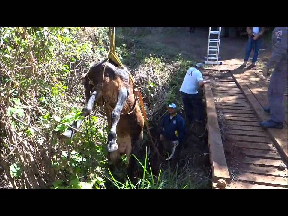 Boi cai em ribanceira e é resgatado pelos bombeiros