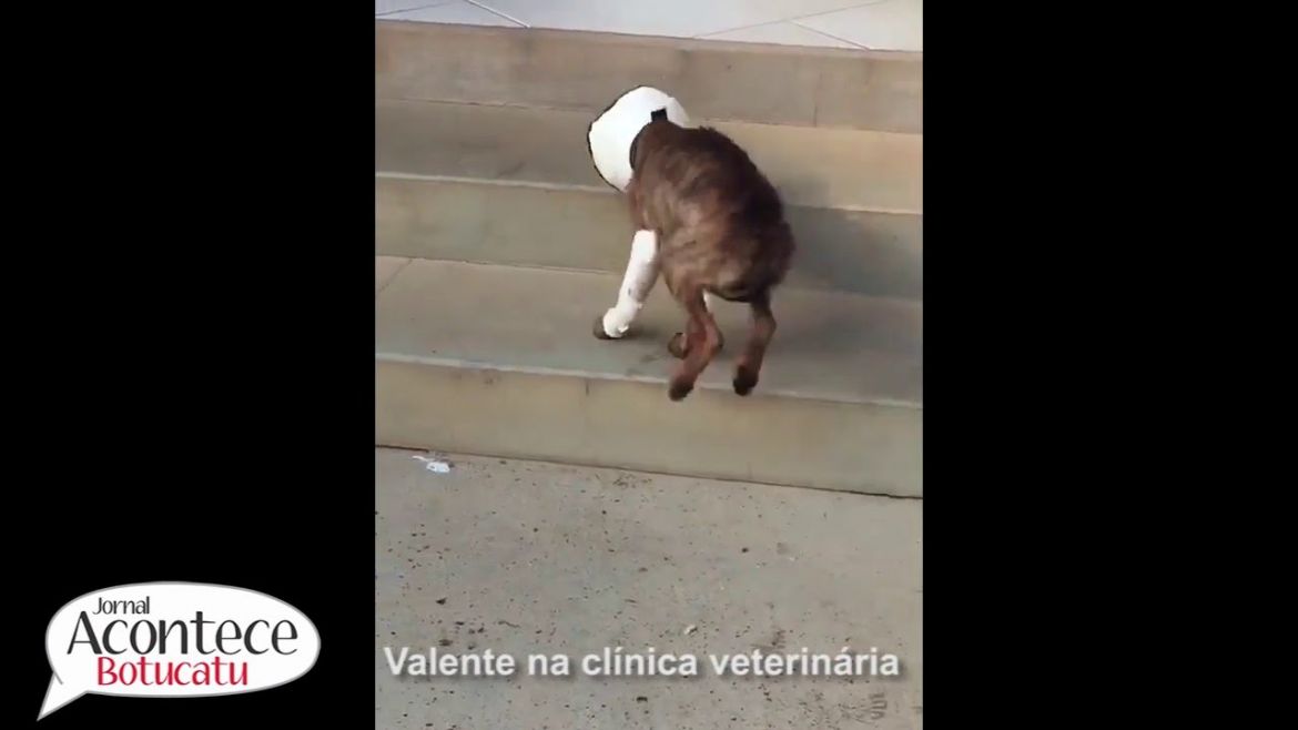Cãozinho Valente, resgatado em Itatinga, poderá ficar com sequelas. Veja vídeo