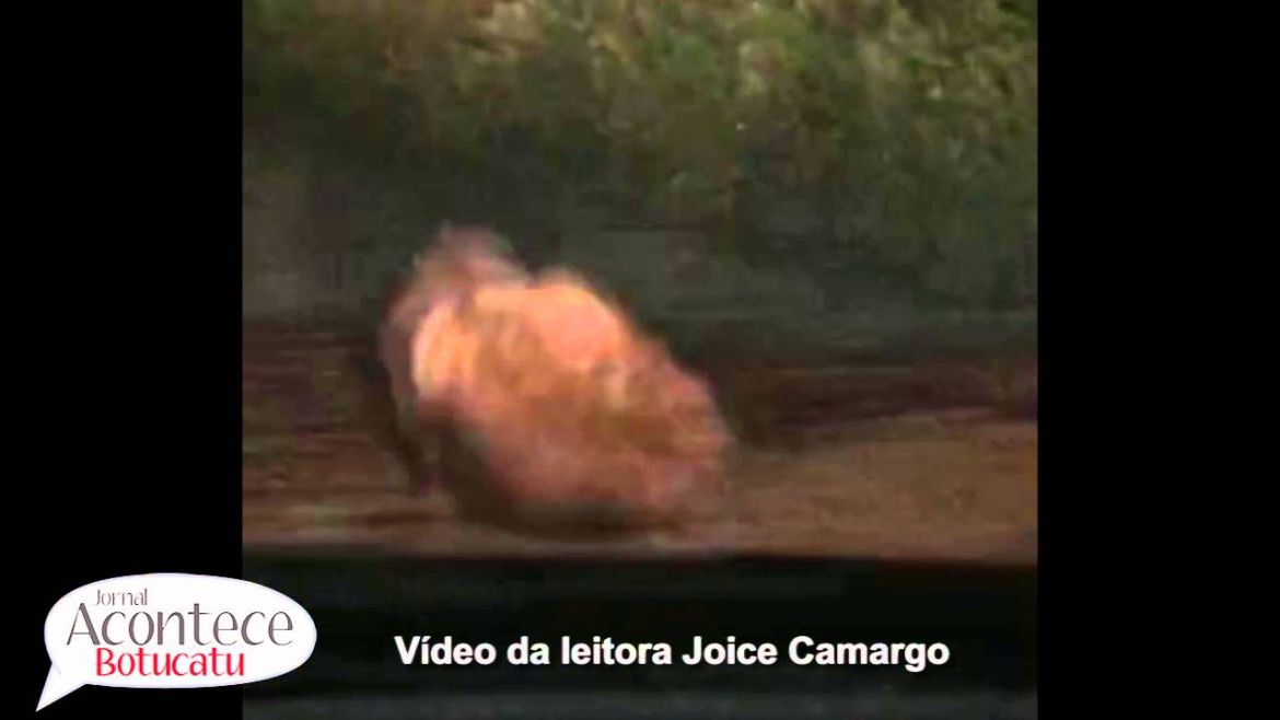 Leitora do Acontece registra vídeo de tamanduá-bandeira