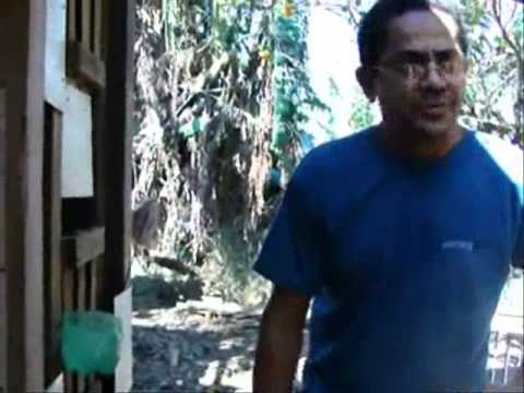 Patrulha Rural da GCM realiza grande apreensão de galos de briga