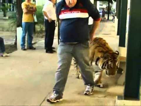 Tigre é assistido pela equipe do CEMPAS da Unesp