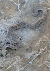 cobra-congela