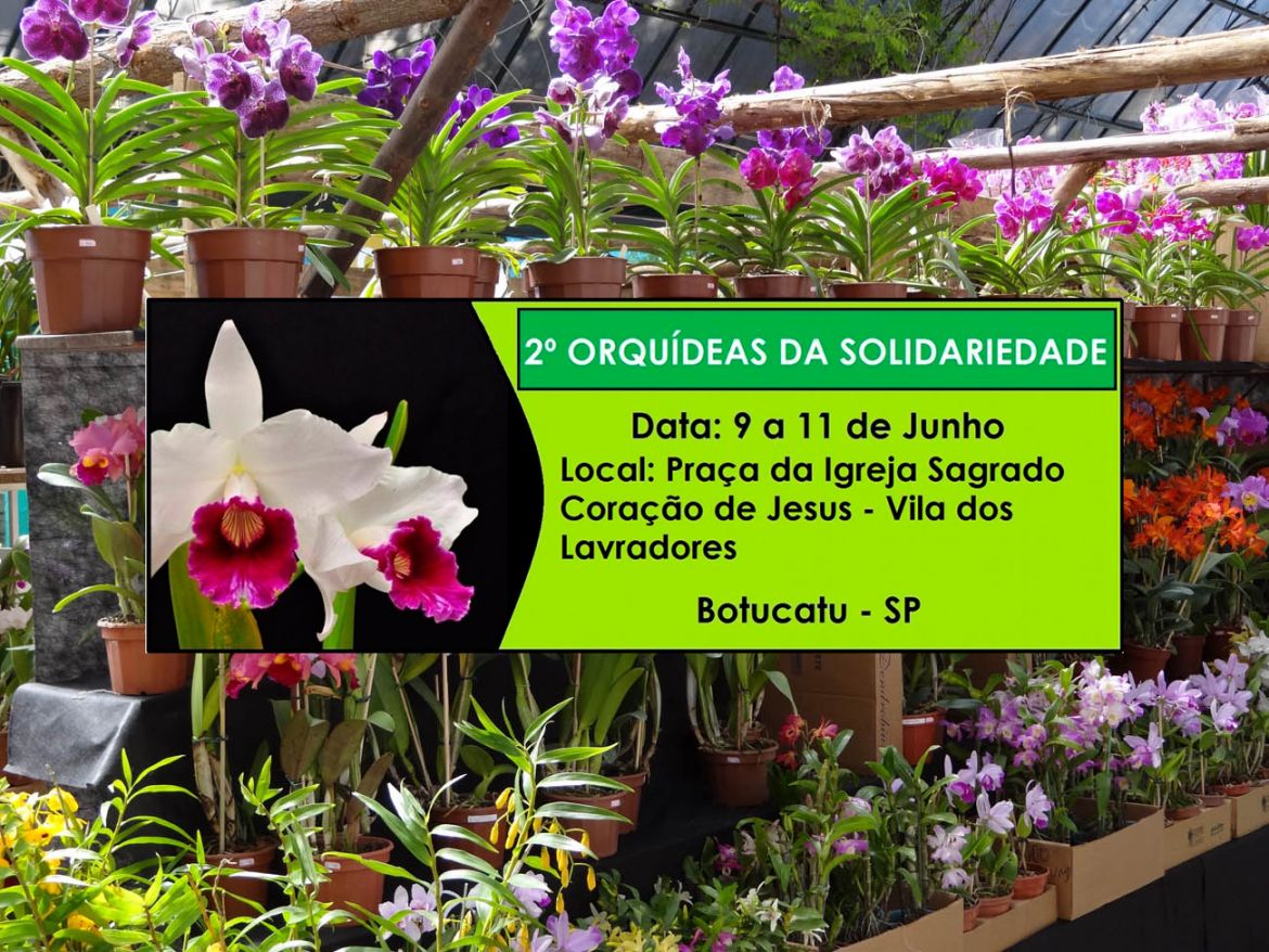 Segue até este sábado o 2º Orquídeas da Solidariedade Segue até este sábado o 2º Orquídeas da Solidariedade